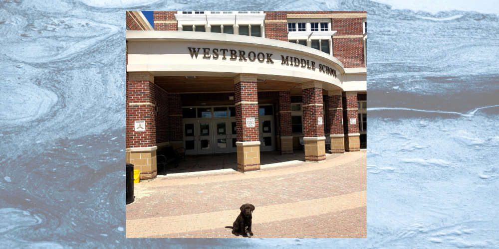 Photo of a puppy sitting in front of the Westbrook Middle School entrance